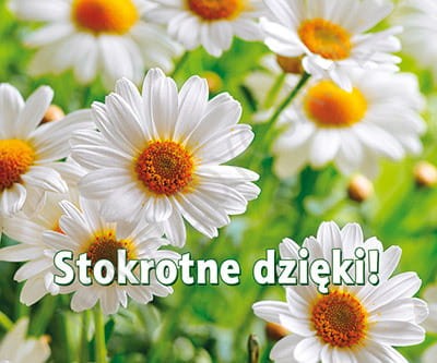 perełka stokrotne dzięki